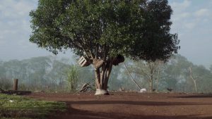 KAINGANG NONOAI